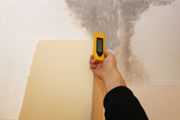  Comfort, TX Mold Removal Pros