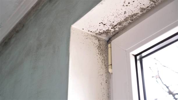 Best Mold Odor Removal Services  in Comfort, TX