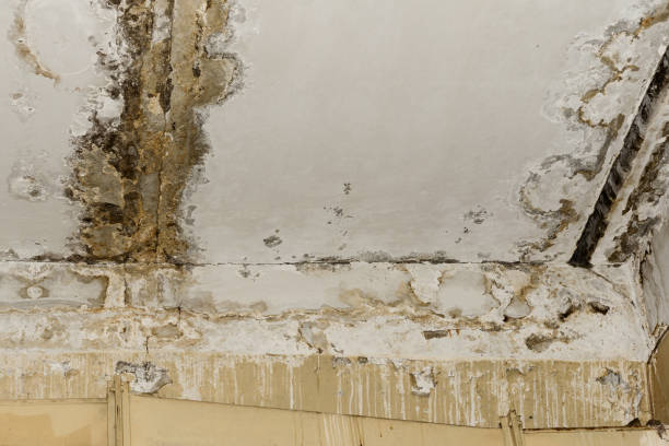 Best Air Quality Testing for Mold Spores  in Comfort, TX