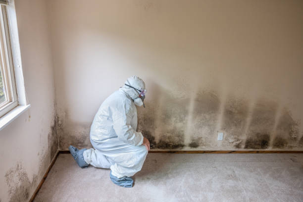 Mold Removal for HVAC Installations in Comfort, TX