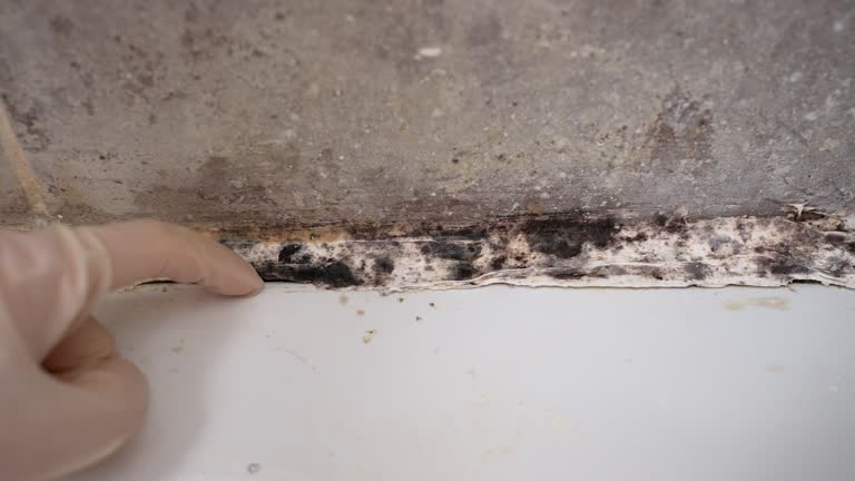 Best Mold Damage Restoration  in Comfort, TX